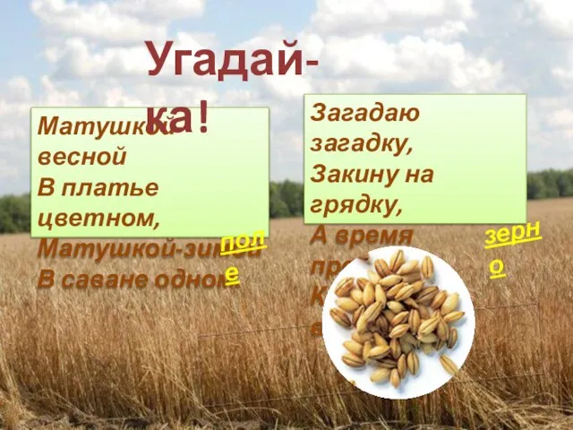 Матушкой-весной В платье цветном, Матушкой-зимой В саване одном. Загадаю загадку, Закину на