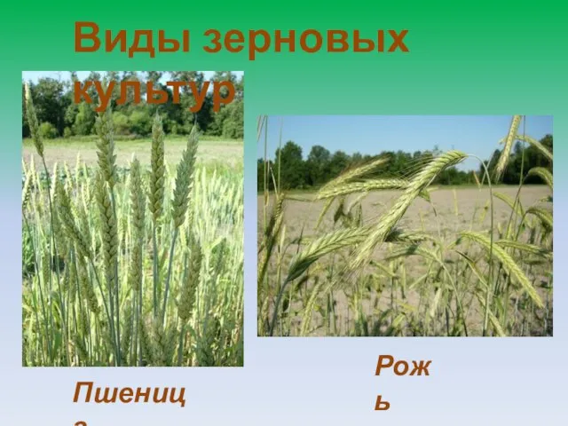 Пшеница Рожь Виды зерновых культур