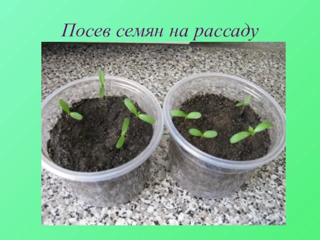 Посев семян на рассаду