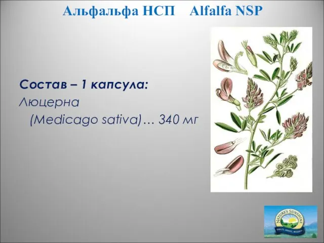 Альфальфа НСП Alfalfa NSP Состав – 1 капсула: Люцерна (Medicago sativa)… 340 мг