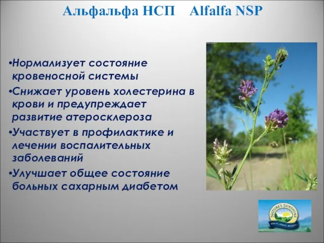 Альфальфа НСП Alfalfa NSP Нормализует состояние кровеносной системы Снижает уровень холестерина в