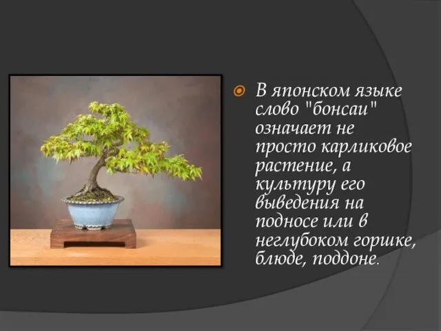 В японском языке слово "бонсаи" означает не просто карликовое растение, а культуру