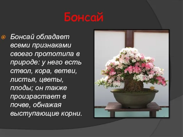 Бонсай Бонсай обладает всеми признаками своего прототипа в природе: у него есть