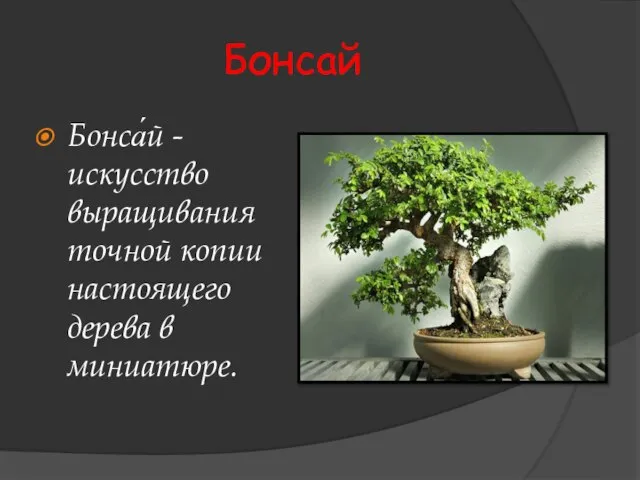 Бонсай Бонса́й - искусство выращивания точной копии настоящего дерева в миниатюре.