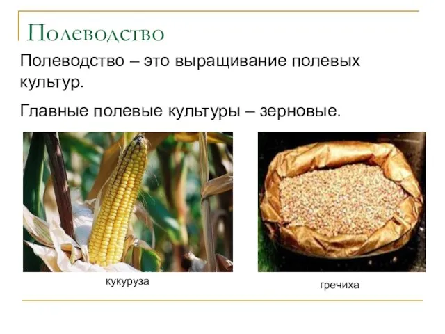 Полеводство кукуруза гречиха Полеводство – это выращивание полевых культур. Главные полевые культуры – зерновые.