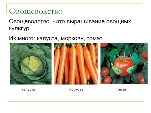 Овощеводство Овощеводство - это выращивание овощных культур Их много: капуста, морковь, томат. капуста морковь томат