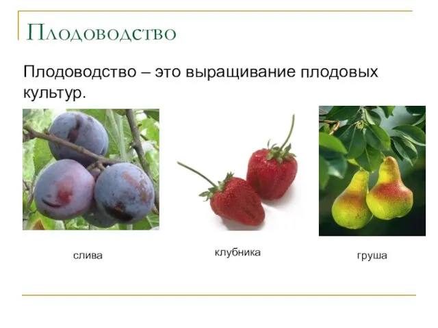 Плодоводство Плодоводство – это выращивание плодовых культур. слива клубника груша