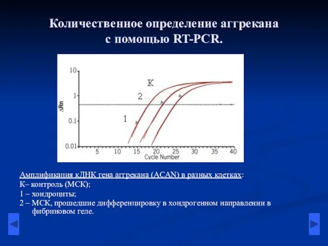 Количественное определение аггрекана с помощью RT-PCR. Амплификация кДНК гена аггрекана (ACAN) в