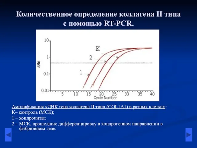 Количественное определение коллагена II типа с помощью RT-PCR. Амплификация кДНК гена коллагена