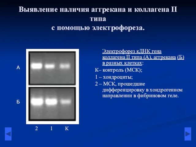 Выявление наличия аггрекана и коллагена II типа с помощью электрофореза. Электрофорез кДНК