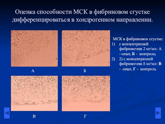 Оценка способности МСК в фибриновом сгустке дифференцироваться в хондрогенном направлении. МСК в