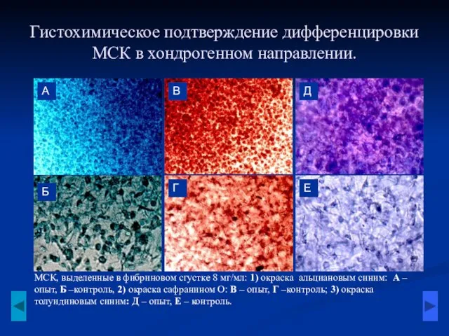 Гистохимическое подтверждение дифференцировки МСК в хондрогенном направлении. МСК, выделенные в фибриновом сгустке