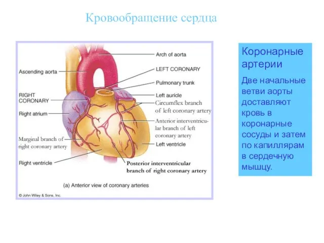 Кровообращение сердца Коронарные артерии Две начальные ветви аорты доставляют кровь в коронарные