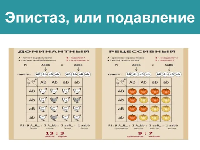 Эпистаз, или подавление