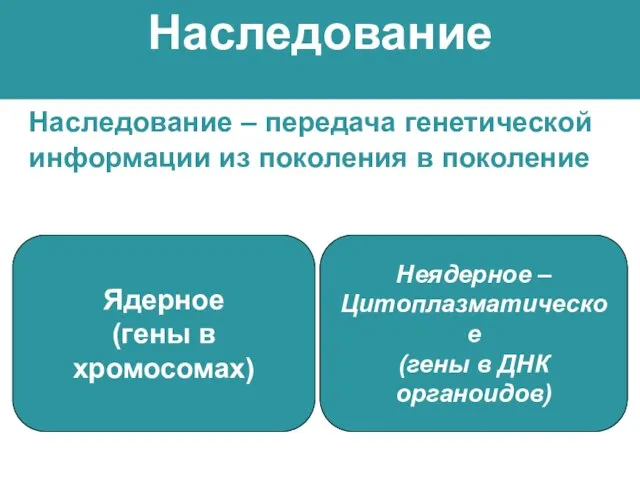 Наследование Наследование – передача генетической информации из поколения в поколение Ядерное (гены