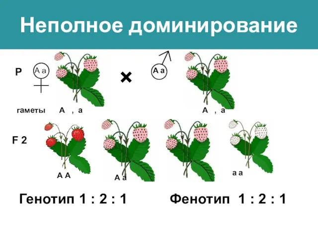 Неполное доминирование Р А а А а Генотип 1 : 2 :