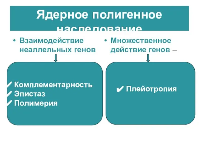 Ядерное полигенное наследование Взаимодействие неаллельных генов Множественное действие генов – Комплементарность Эпистаз Полимерия Плейотропия