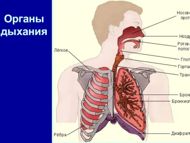 Органы дыхания