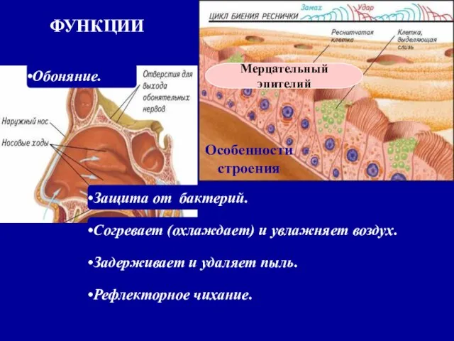 Особенности строения ФУНКЦИИ Согревает (охлаждает) и увлажняет воздух. Задерживает и удаляет пыль.