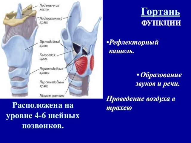 Гортань Расположена на уровне 4-6 шейных позвонков. ФУНКЦИИ Рефлекторный кашель. Образование звуков