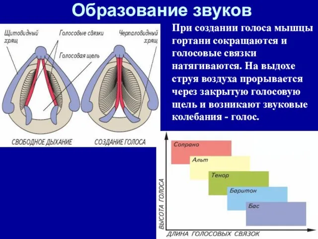 При создании голоса мышцы гортани сокращаются и голосовые связки натягиваются. На выдохе