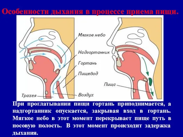 Особенности дыхания в процессе приема пищи. При проглатывании пищи гортань приподнимается, а