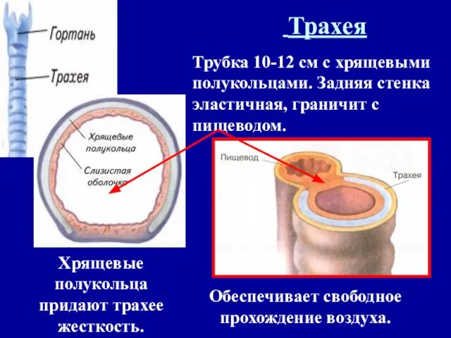 Хрящевые полукольца придают трахее жесткость. Трахея Трубка 10-12 см с хрящевыми полукольцами.