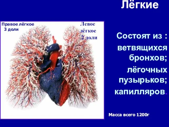 Лёгкие Состоят из : ветвящихся бронхов; лёгочных пузырьков; капилляров. Правое лёгкое 3