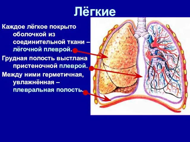 Лёгкие Каждое лёгкое покрыто оболочкой из соединительной ткани –лёгочной плеврой. Грудная полость