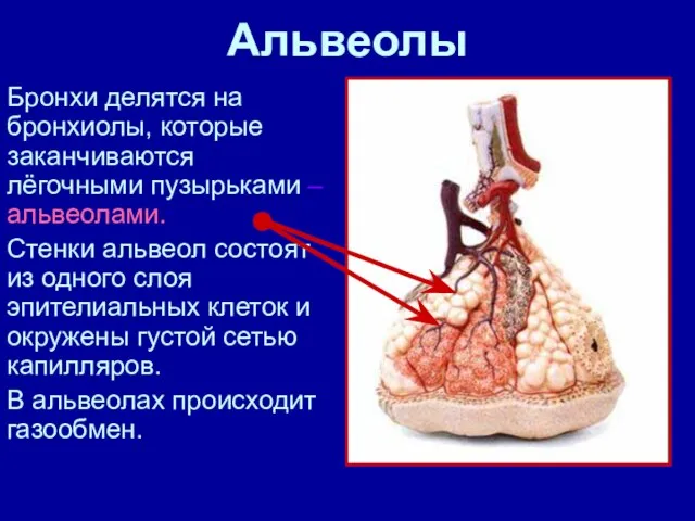 Альвеолы Бронхи делятся на бронхиолы, которые заканчиваются лёгочными пузырьками – альвеолами. Стенки