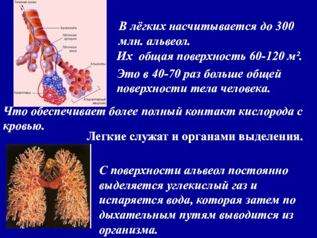 В лёгких насчитывается до 300 млн. альвеол. Их общая поверхность 60-120 м².