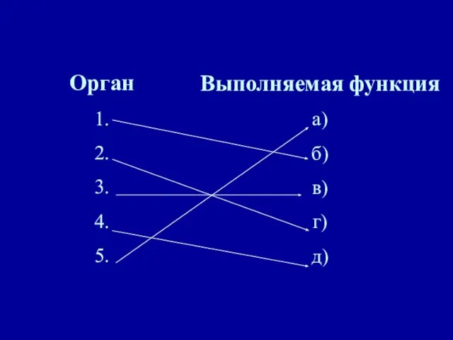 Орган 1. 2. 3. 4. 5. Выполняемая функция а) б) в) г) д) Проверь себя