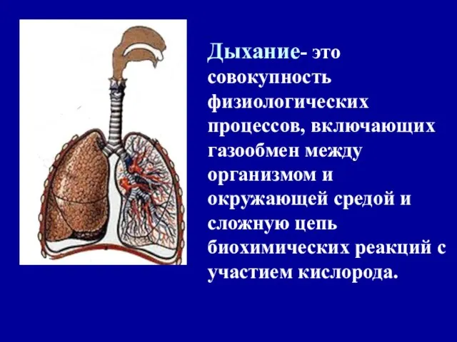 Дыхание- это совокупность физиологических процессов, включающих газообмен между организмом и окружающей средой