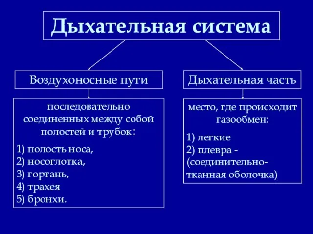 Дыхательная система Дыхательная часть Воздухоносные пути последовательно соединенных между собой полостей и