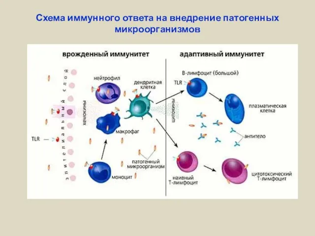 Схема иммунного ответа на внедрение патогенных микроорганизмов