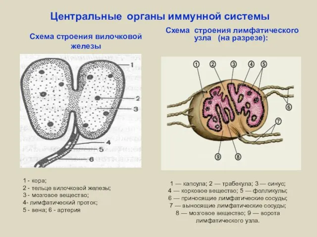 Центральные органы иммунной системы Схема строения вилочковой железы Схема строения лимфатического узла