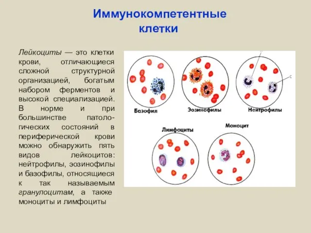 Иммунокомпетентные клетки Лейкоциты — это клетки крови, отличающиеся сложной структурной организацией, богатым