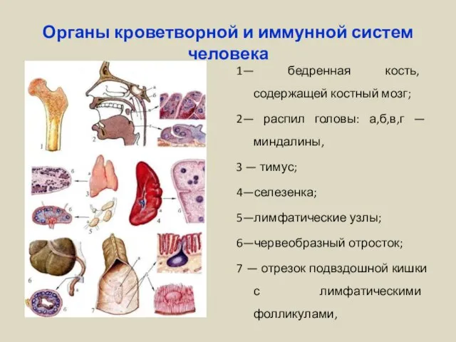 Органы кроветворной и иммунной систем человека 1— бедренная кость, содержащей костный мозг;