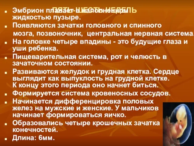 ПЯТЬ-ШЕСТЬ НЕДЕЛЬ Эмбрион плавает в наполненном жидкостью пузыре. Появляются зачатки головного и