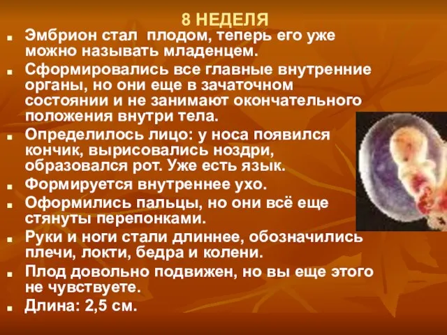 8 НЕДЕЛЯ Эмбрион стал плодом, теперь его уже можно называть младенцем. Сформировались