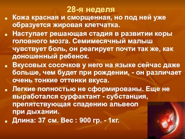 28-я неделя Кожа красная и сморщенная, но под ней уже образуется жировая