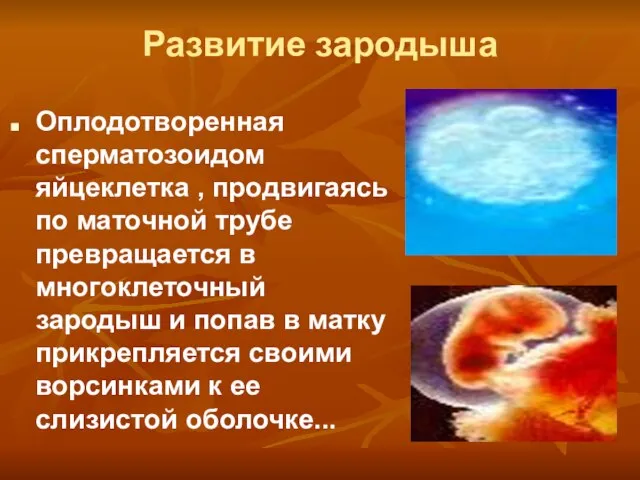 Развитие зародыша Оплодотворенная сперматозоидом яйцеклетка , продвигаясь по маточной трубе превращается в