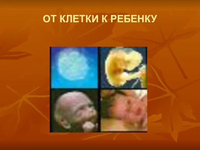 ОТ КЛЕТКИ К РЕБЕНКУ