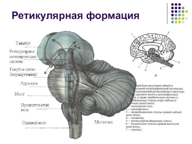 Ретикулярная формация