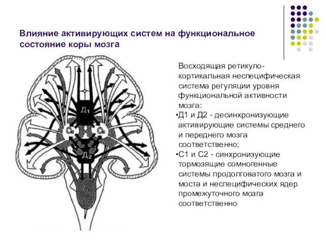 Влияние активирующих систем на функциональное состояние коры мозга Восходящая ретикуло-кортикальная неспецифическая система