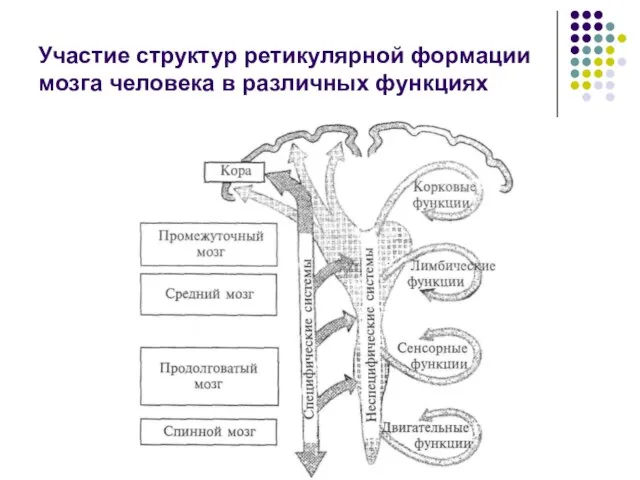 Участие структур ретикулярной формации мозга человека в различных функциях