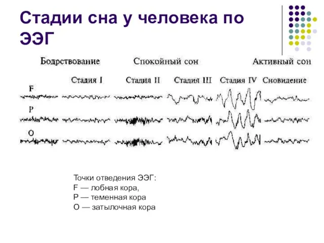 Стадии сна у человека по ЭЭГ Точки отведения ЭЭГ: F — лобная