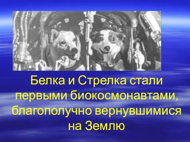 Белка и Стрелка стали первыми биокосмонавтами, благополучно вернувшимися на Землю