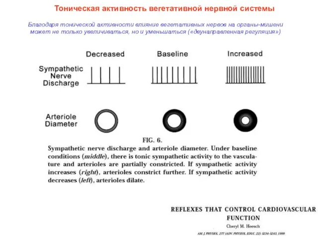 Тоническая активность вегетативной нервной системы Благодаря тонической активности влияние вегетативных нервов на