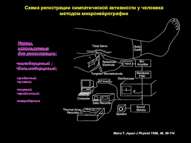 Mano T. Japan J Physiol 1998, 48, 99-114 Схема регистрации симпатической активности